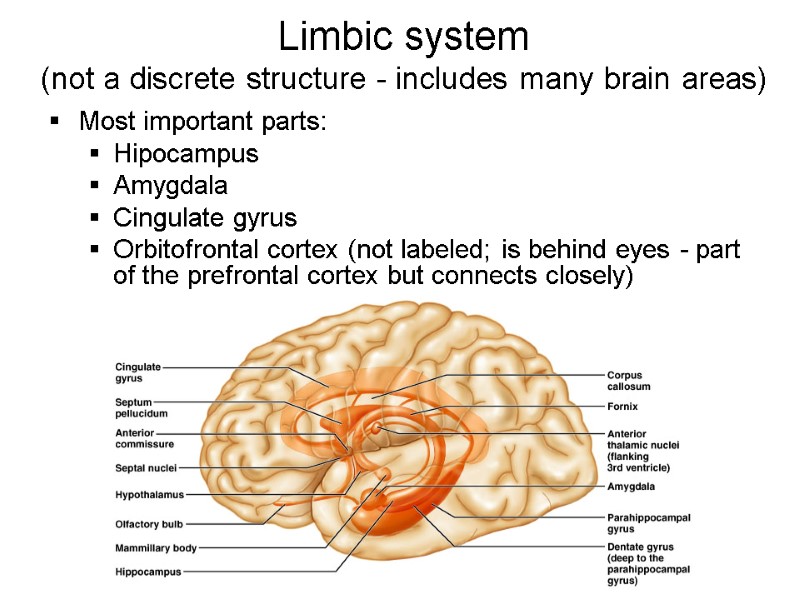 Limbic system  (not a discrete structure - includes many brain areas) Most important